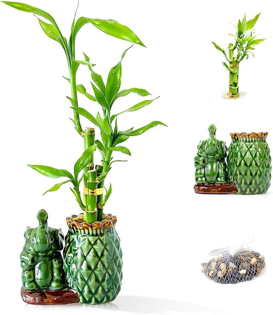 Lucky Bamboo 3-Stalk Set with Pebbles in Elephant Pineapple Pot – 6'' 6'' 8'' Live Houseplant for Good Fortune