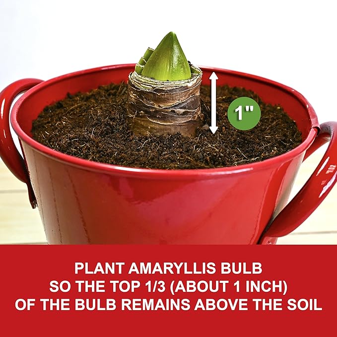 Garden State Bulb Red Double Amaryllis Bulb Gift Kit, 26/28cm (Red Planter)