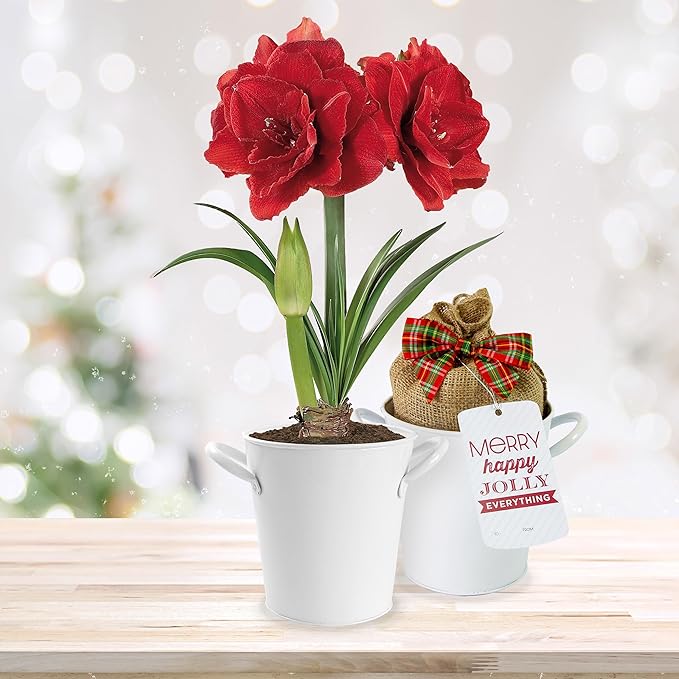 Garden State Bulb Red Double Amaryllis Bulb Gift Kit, 26/28cm (White Planter)