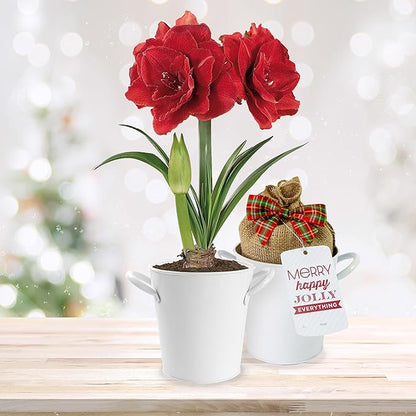 Garden State Bulb Red Double Amaryllis Bulb Gift Kit, 26/28cm (White Planter)