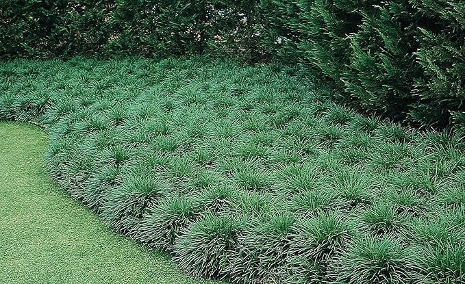 Mondo Grass Ophiopogon Japonicus | 100 Live Pips Bare Root Plants | Live Shade Loving Evergreen Groundcover Plants