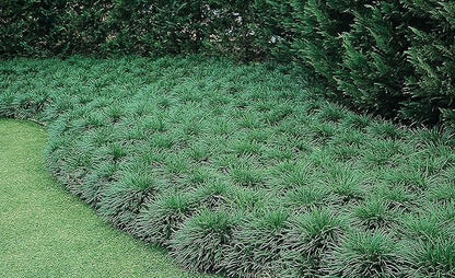 Mondo Grass Ophiopogon Japonicus | 10 Live Pips Bare Root Plants | Live Shade Loving Evergreen Groundcover Plants