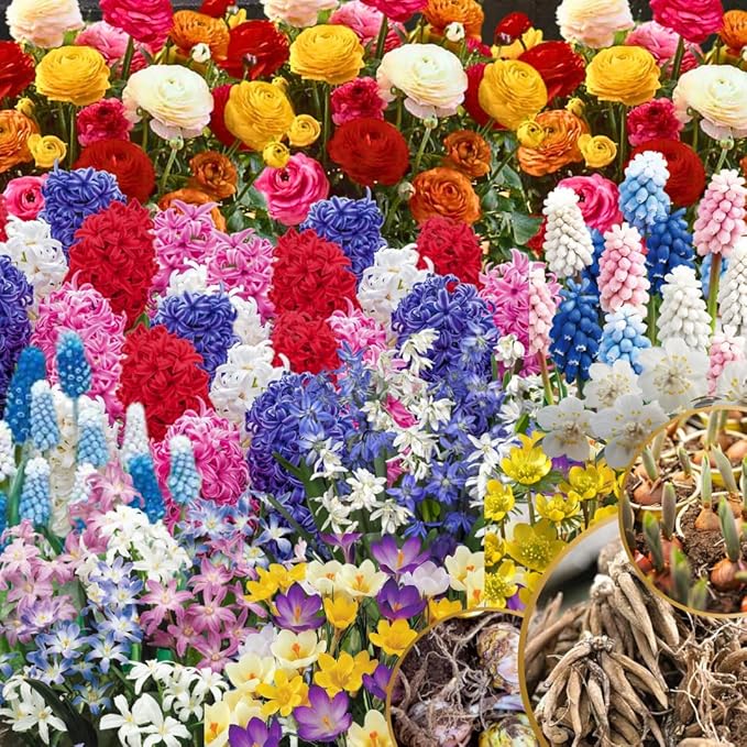 Pack 50 Multicolor Flower Bulbs for Fall Planting, Top-Size Bulbs, Mix Flower Bulbs for Planting, Bloom All Spring and Summer, Variety of Colors