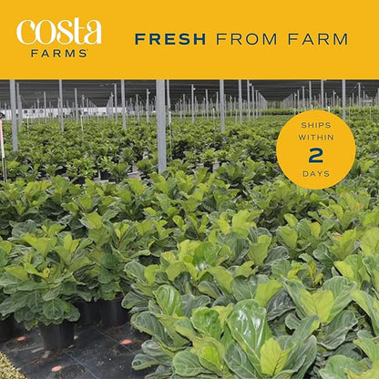 Costa Farms Fiddle Leaf Fig, Live Indoor Ficus Lyrata Floor Plant, Tropical Houseplant Potted in Nursery Planter, Housewarming, Birthday, Office and Living Room Decor, 2-3 Feet Tall