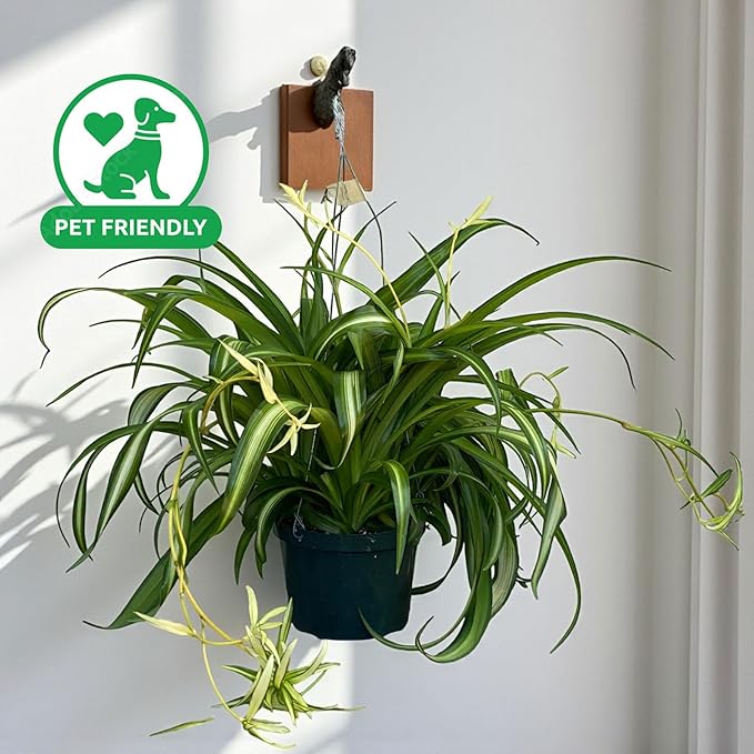 Spider Collection – Bonnie, Reverse & Hawaiian Varieties – Airplane, Pet Friendly Live Indoor Houseplant (4" Spider Plant Hawaiian)
