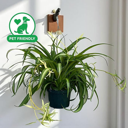 Spider Collection – Bonnie, Reverse & Hawaiian Varieties – Airplane, Pet Friendly Live Indoor Houseplant (4" Spider Plant Hawaiian)