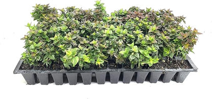Abelia Chinensis Rose Creek - 30 Live Plants - Flowering Deer Resistant Butterfly Attracting Shrub
