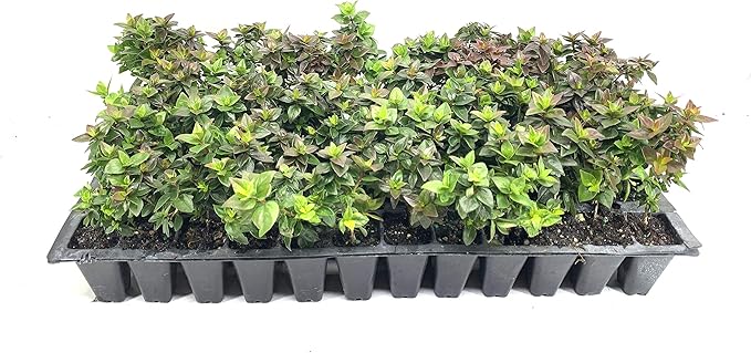 Abelia Chinensis Rose Creek - 60 Live Plants - Flowering Deer Resistant Butterfly Attracting Shrub