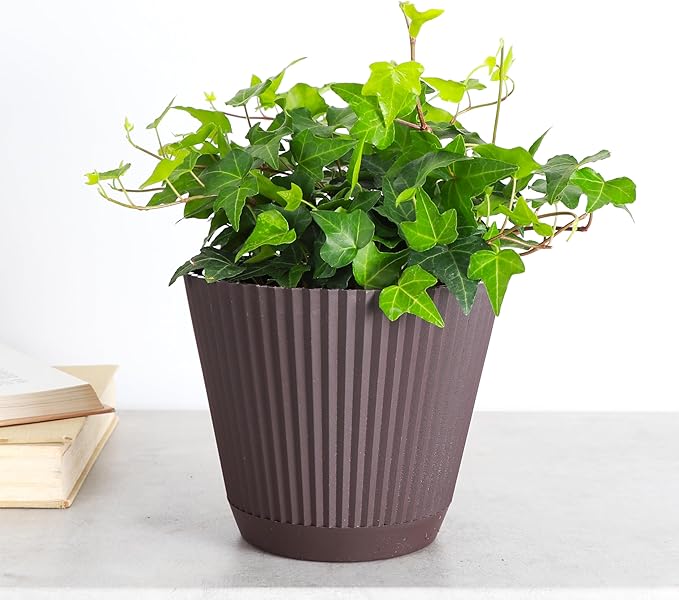 Thorsen's Greenhouse Live Green English Ivy Plant, Hedera Helix, Natural Air Purifier, Easy to Grow, Live Indoor Houseplant, (Chocolate - 6" Pot)
