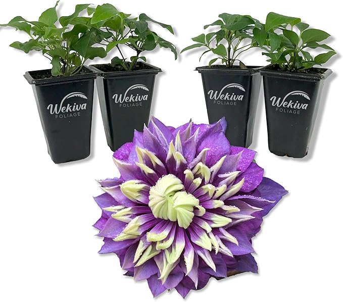 Clematis Taiga - 4 Live Starter Plants in 2 Inch Growers Pots - Starter Plants Ready for The Garden - Rare Clematis for Collectors