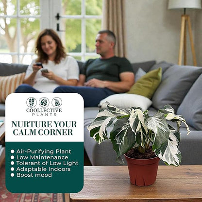 CoollectivePlants Calathea Stella – Live Calathea Plant in 4″ Grower’s Pot, Low Maintenance Indoor Houseplant, Includes UniHeat Pack for Winter Protection