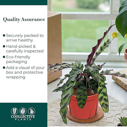 Calathea Lancifolia ‘Rattlesnake’ – Live Indoor Plant, Easy Care Low Maintenance Houseplant in 6″ Pot (Wide), Includes UniHeat Pack for Winter Protection