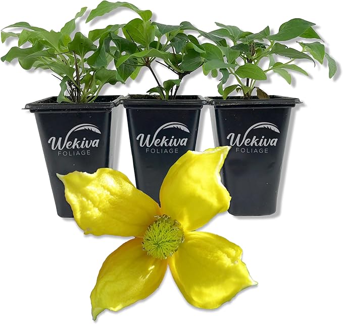 Clematis Tangutica - 3 Live Starter Plants in 2 Inch Growers Pots - Starter Plants Ready for The Garden - Rare Clematis for Collectors