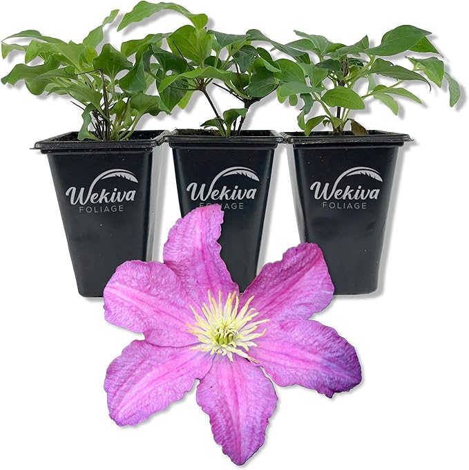Clematis Comtesse De Bouchaud - 3 Live Starter Plants in 2 Inch Growers Pots - Starter Plants Ready for The Garden - Rare Clematis for Collectors
