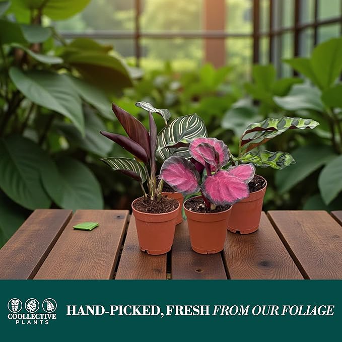CoollectivePlants Calathea Plant Live Collection – Set of 4 Live Calathea Varieties in Grower’s Pots, Live Indoor Houseplants, Includes UniHeat Pack for Winter Protection