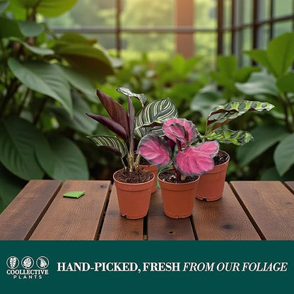 CoollectivePlants Calathea Plant Live Collection – Set of 4 Live Calathea Varieties in Grower’s Pots, Live Indoor Houseplants, Includes UniHeat Pack for Winter Protection