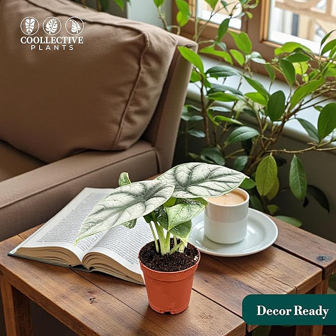 Alocasia Silver Dragon | Live Plant in a 4 or 6 Inch Growers Pot, Live Indoor, and Low Maintenance Houseplant bu Coollectiveplants (2" Pot)