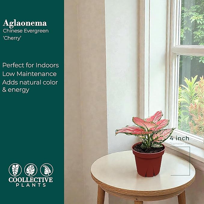 CoollectivePlants Aglaonema Chinese Evergreen ‘Cherry’ – Live Plant in 4″ Growers Pot, Aglaonema Live Plant, Easy Care Indoor Plant, Low Maintenance Houseplant
