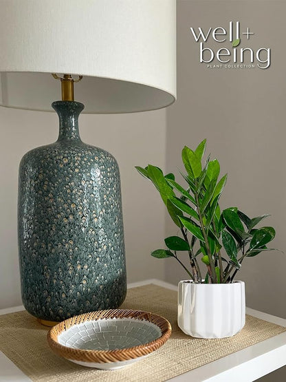ZZ Plant, Zamioculcas Zamiifolia, Indoor, Outdoor, Live Houseplant, in Grower Pot, Nature’s Way Farms (7-11 in. Tall)