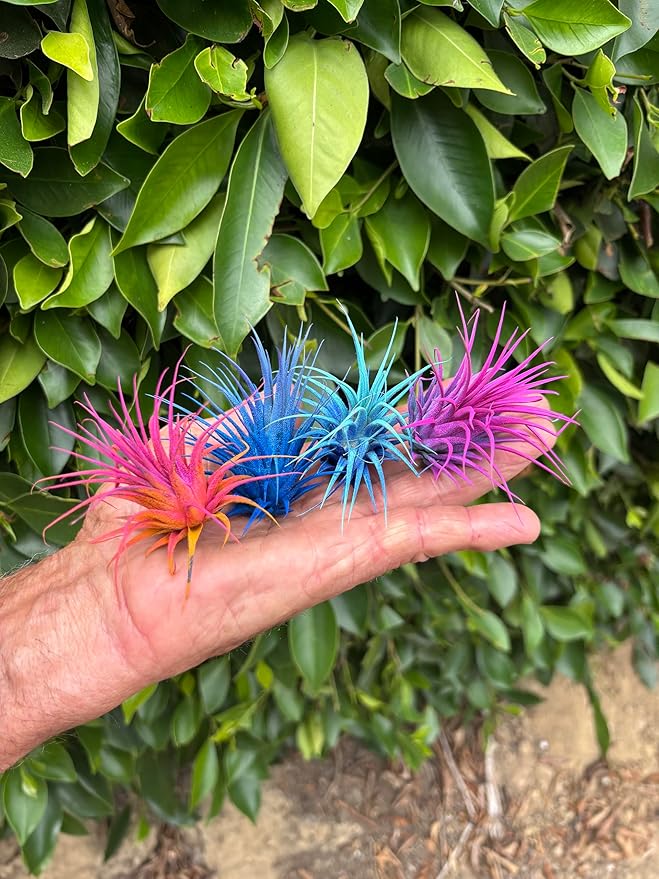 Air Plants - Tillandsia Ionantha - Organically Enhanced Color - Live Arrival Guaranteed - House Plants for Home Decor & Gift (2 Tone 4pk) (4pk Mix 2-Tone)