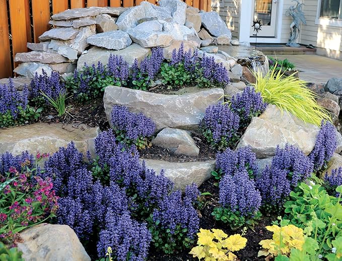 Greenwood Nursery: Live Ground-Cover Plants - Blueberry Muffin Bugleweed + Ajuga Reptans - [Qty: 2X Pint Pots] - (Click for Other Available Plants/Quantities)