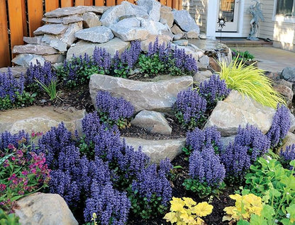 Greenwood Nursery: Live Ground-Cover Plants - Blueberry Muffin Bugleweed + Ajuga Reptans - [Qty: 2X Pint Pots] - (Click for Other Available Plants/Quantities)