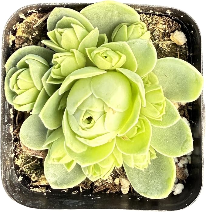 Sprout N Green Greenovia Dodrantalis | Aeonium dodrantale, 1 Live Succulent Plant Fully Rooted in 2" Pot, House Plant for Indoor Outdoor Home Office Wedding Decoration DIY Project Party Favor
