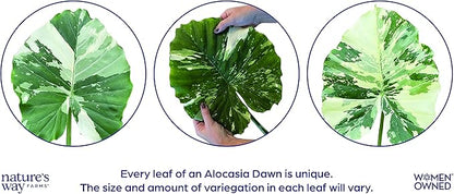 Nature's Way Farms, Alocasia Dawn Variegated, Rare Plant Collection, Live Plant (18-24 in. Tall) in Grower Pot