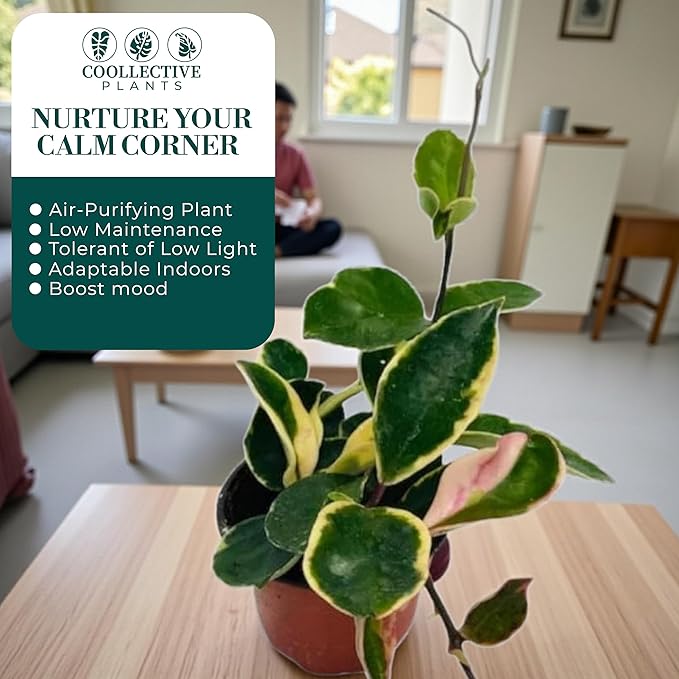 Hoya Albo Carnosa – Live Plant in 4″ Grower’s Pot, Easy to Grow Low Maintenance Indoor Houseplant, Live Indoor, Includes UniHeat Pack for Winter Protection