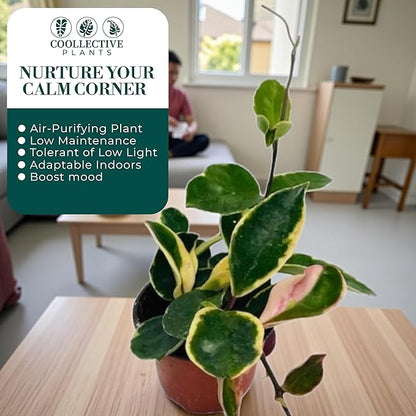 Hoya Albo Carnosa – Live Plant in 4″ Grower’s Pot, Easy to Grow Low Maintenance Indoor Houseplant, Live Indoor, Includes UniHeat Pack for Winter Protection