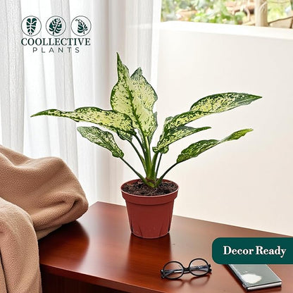 Aglaonema Snow White, Spring Snow, Live Plant in a 4 Inch Growers Pot, Live Indoor, Easy to Grow, Easy to Care, and Low Maintenance Houseplant,White Plants