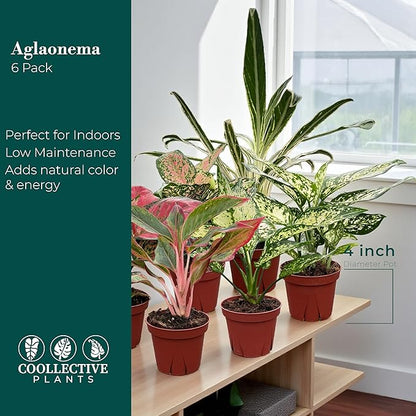 CoollectivePlants Aglaonema Live Plant Combo (Pack of 6) – Grower’s Choice Assorted Chinese Evergreen Indoor Plants Live Houseplants in 4” Growers Pots | Pet Friendly | Easy Care Low Light Houseplants