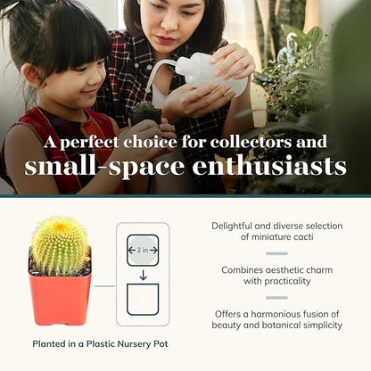 Shop Succulents | Can't Touch This Collection | Assortment of Hand Selected, Fully Rooted Live Indoor Cacti Plants, 20-Pack,
