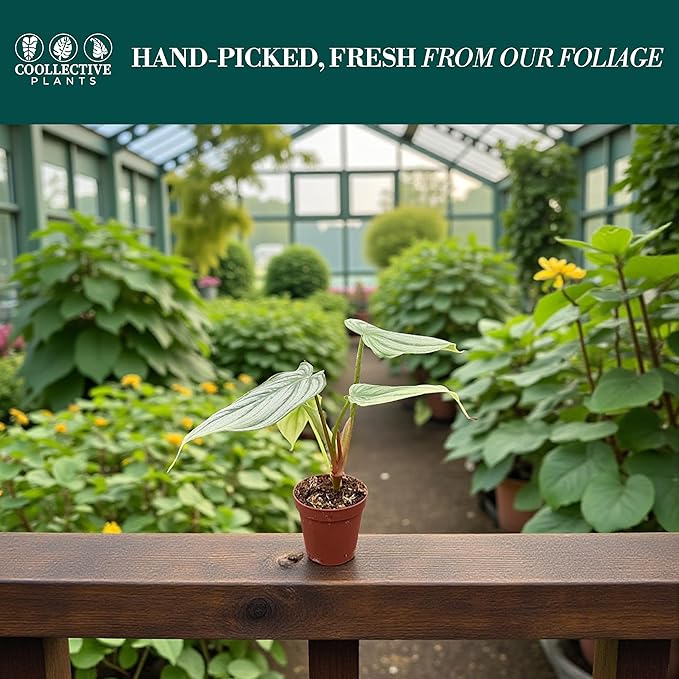 Philodendron Pastazanum Silver – Live Plant in 2" Grower’s Pot, Easy to Grow Low Maintenance Indoor Houseplant, Includes UniHeat Pack for Winter Protection