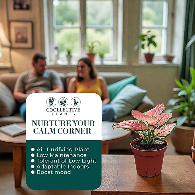 CoollectivePlants Aglaonema Chinese Evergreen ‘Cherry’ – Live Plant in 4″ Growers Pot, Aglaonema Live Plant, Easy Care Indoor Plant, Low Maintenance Houseplant