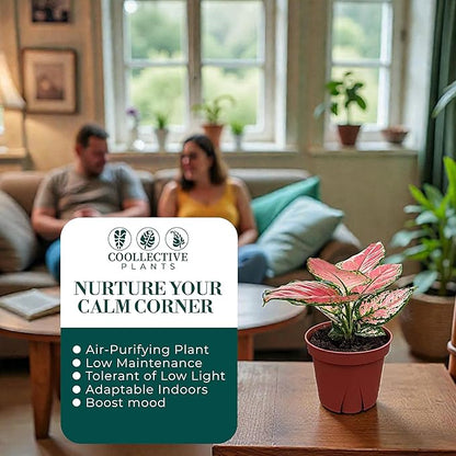 CoollectivePlants Aglaonema Chinese Evergreen ‘Cherry’ – Live Plant in 4″ Growers Pot, Aglaonema Live Plant, Easy Care Indoor Plant, Low Maintenance Houseplant