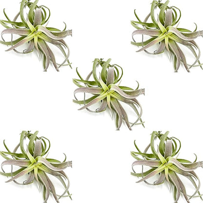 ragnaroc Air Plants - Tillandsia Cacticola, Jumbo 6-9" - 5ct - Live Arrival Guaranteed - House Plants for Home Decor & Gift