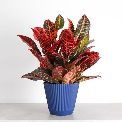 Thorsen's Greenhouse Live Petra Croton Plant, Codiaeum Variegatum, Colorful Foliage, Live Indoor Houselant (Navy, 6-inch Pot)