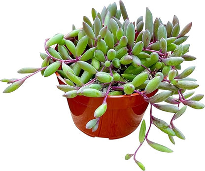 Live Succulent 4" Othonna Capensis Ruby Necklace, Succulents Plants Live, Succulent Plants Fully Rooted, House Plant for Home Office Decoration, DIY Projects, Party Favor Gift by The Succulent Cult