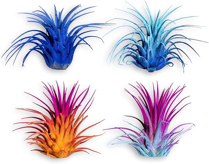 Air Plants - Tillandsia Ionantha - Organically Enhanced Color - Live Arrival Guaranteed - House Plants for Home Decor & Gift (2 Tone 4pk) (4pk Mix 2-Tone)