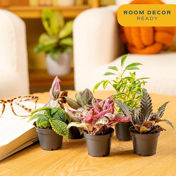 Costa Farms Live Mini Indoor Plants in Plastic Pots, Air Purifying Houseplants, Assorted Varieties, Home, Room, or Office Decor, House Warming or Birthday Gift, 4-6 Inches Tall, Pack of 20
