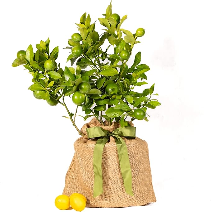 Sympathy Gift Meyer Lemon Tree, Live Fruit Tree That Bears Juicy, Sweet Lemons, Living Memorial Gift, Thoughtful Remembrance Keepsake by The Magnolia Company, No Ship to TX, LA, AZ, AL, CA