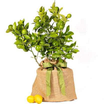 Sympathy Gift Meyer Lemon Tree, Live Fruit Tree That Bears Juicy, Sweet Lemons, Living Memorial Gift, Thoughtful Remembrance Keepsake by The Magnolia Company, No Ship to TX, LA, AZ, AL, CA