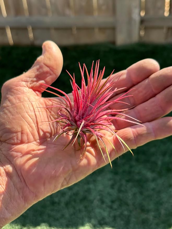 Air Plants - Tillandsia Ionantha - Organically Enhanced Color - Live Arrival Guaranteed - House Plants for Home Decor & Gift (Coral_Glow_1pk+Black_Planter)