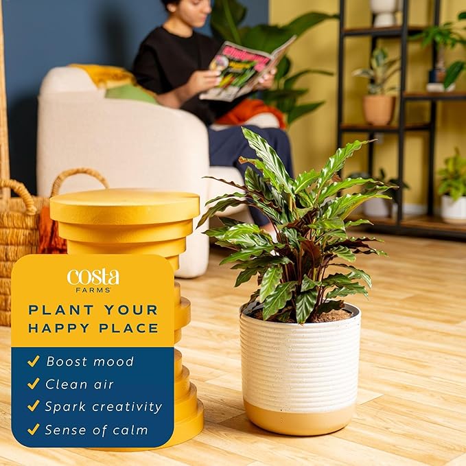 Costa Farms Calathea Live Plants in Decorative Pot, Large Indoor Houseplant, Assorted Variety, Home, Room, or Office Decor, Great House Warming or Birthday Gift, 2-3 Feet Tall, Pack of 2