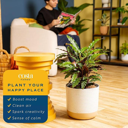 Costa Farms Calathea Live Plants in Decorative Pot, Large Indoor Houseplant, Assorted Variety, Home, Room, or Office Decor, Great House Warming or Birthday Gift, 2-3 Feet Tall, Pack of 2