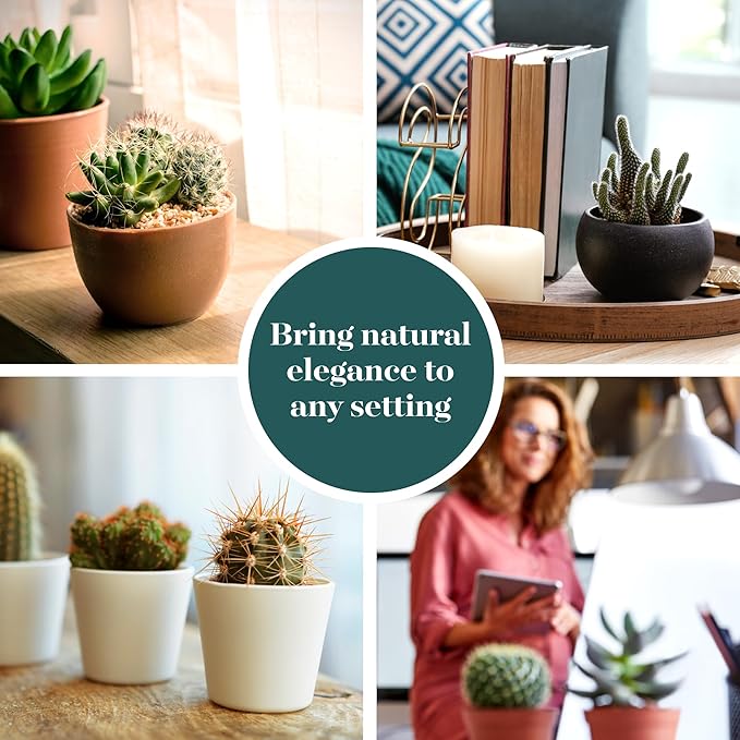 Shop Succulents Premium Live Mini Cactus Plants in Bulk 2" Pots, Easy Care Indoor or Outdoor Gardening, Terrariums, Favors, & Contemporary Spaces with Hardy, Resilient Varieties, Pack of 64