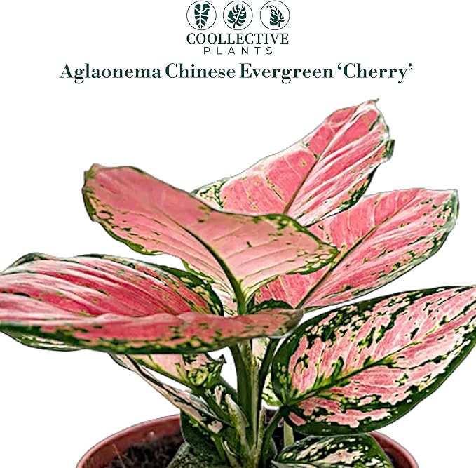 CoollectivePlants Aglaonema Chinese Evergreen ‘Cherry’ – Live Plant in 4″ Growers Pot, Aglaonema Live Plant, Easy Care Indoor Plant, Low Maintenance Houseplant