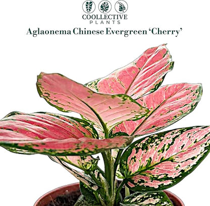 CoollectivePlants Aglaonema Chinese Evergreen ‘Cherry’ – Live Plant in 4″ Growers Pot, Aglaonema Live Plant, Easy Care Indoor Plant, Low Maintenance Houseplant