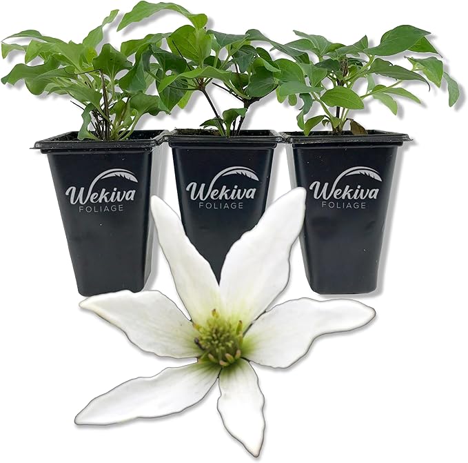 Clematis Sweet Autumn Paniculata - 3 Live Starter Plants in 2 Inch Growers Pots - Starter Plants Ready for The Garden - Rare Clematis for Collectors